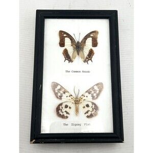 Real Butterfly Wood Framed Insect Taxidermy Display Wall Art Decor Nawab Zigzag